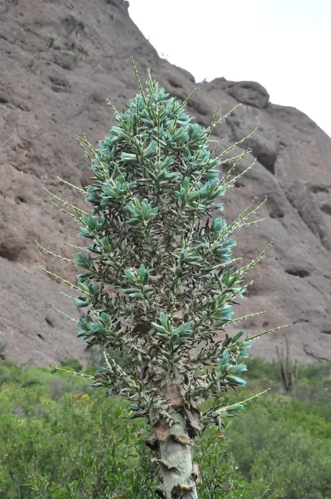 Sapphire Tower (Puya Alpestris) — It is drought-tolerant once established; making it an excellent choice for water-wise gardens and arid, image 78