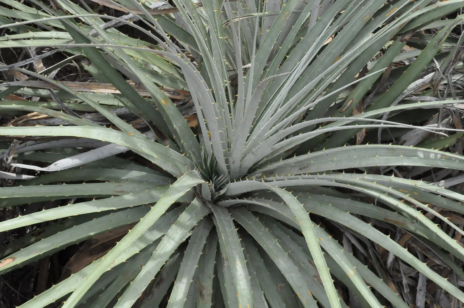 Sapphire Tower (Puya Alpestris) — Puya alpestris requires well-drained soil and thrives in full sun; the inflorescence holds numerous turquoise-blue flowers