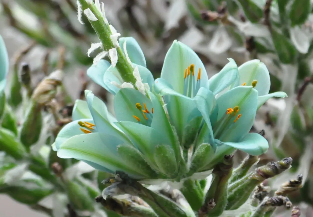 Sapphire Tower (Puya Alpestris) — It is drought-tolerant once established; making it an excellent choice for water-wise gardens and arid landscaping schemes