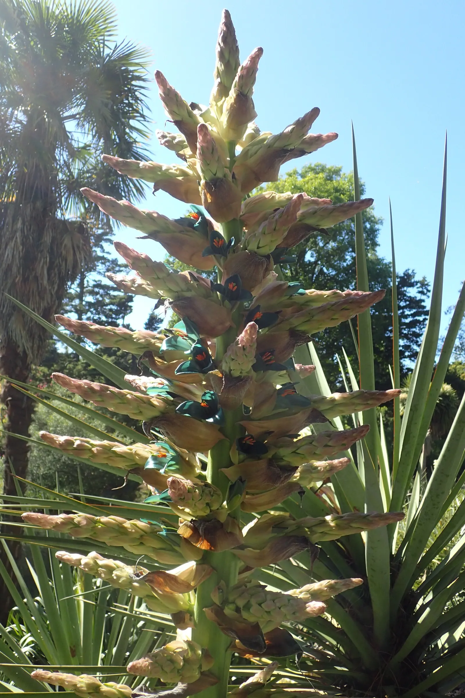 Sapphire Tower (Puya Alpestris) — providing an exotic focal point in xeriscape designs; the Sapphire Tower is a remarkable addition to the discerning