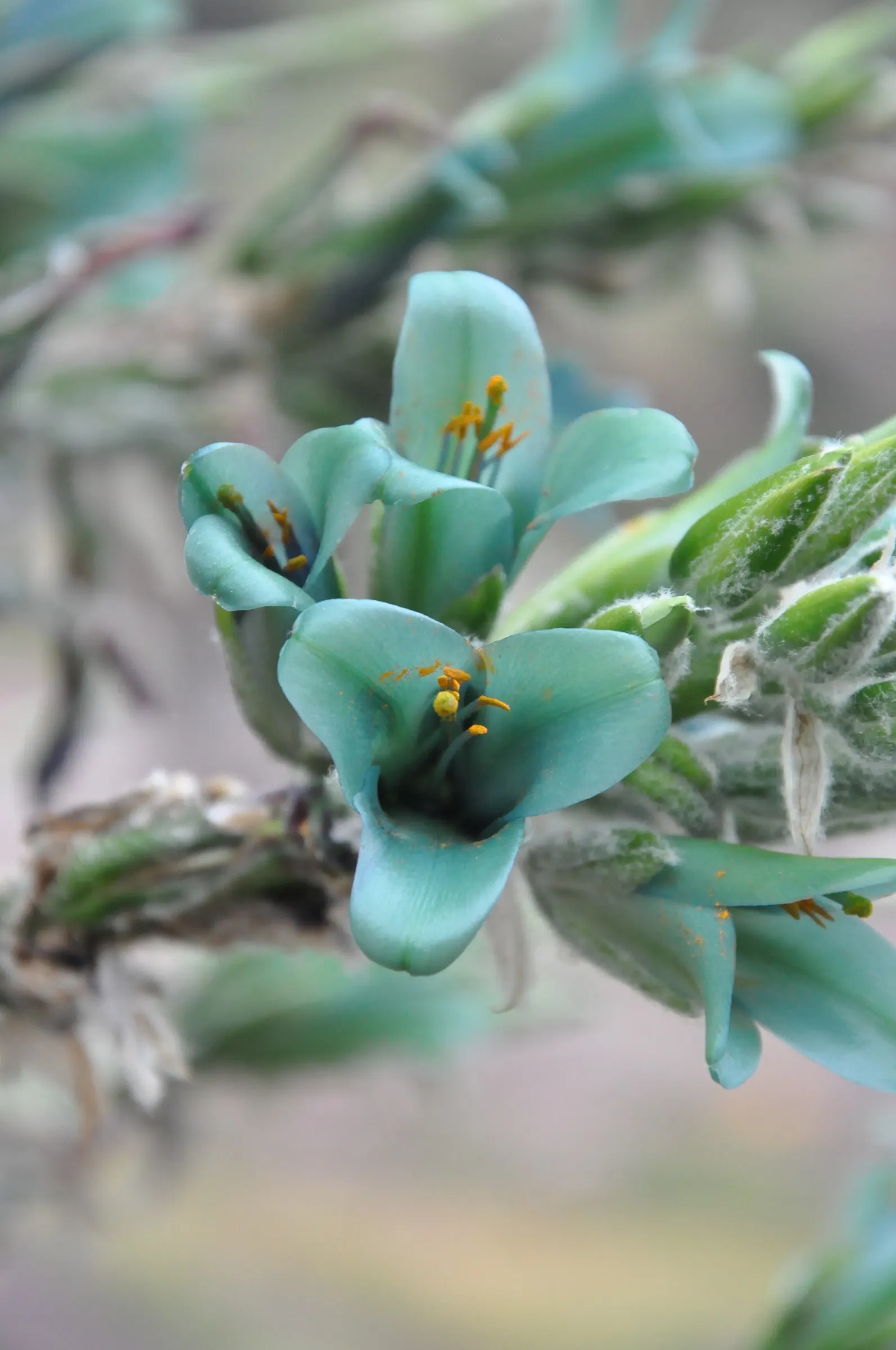 Sapphire Tower (Puya Alpestris) — The inflorescence holds numerous turquoise-blue flowers with bright orange anthers; the plant forms a rosette of, image 72