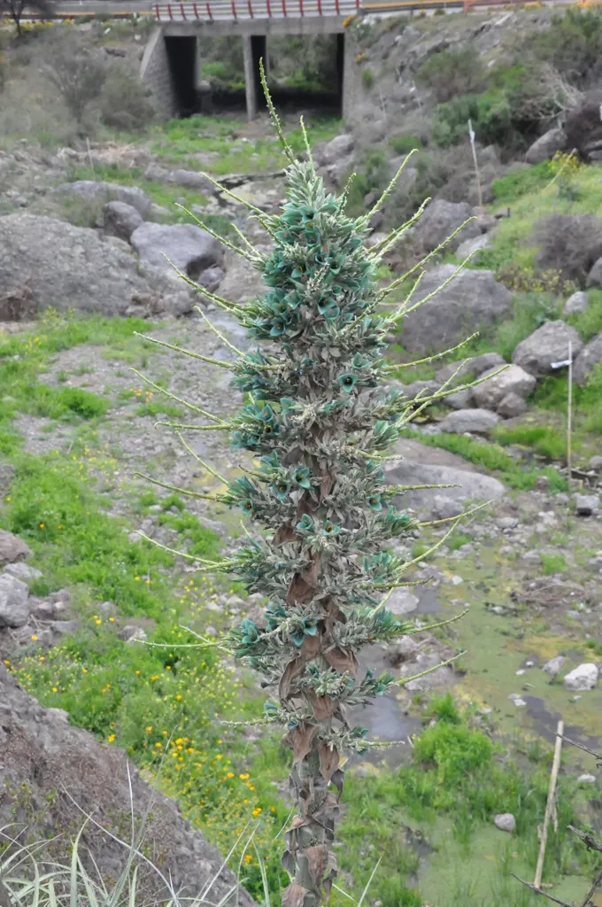 Sapphire Tower (Puya Alpestris) — typically flowering in late spring to early summer