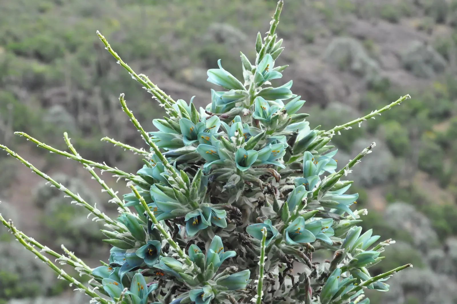 Sapphire Tower (Puya Alpestris) — is a strikingly unique perennial plant indigenous to the Chilean Andes; these pointed leaves give it a dramatic