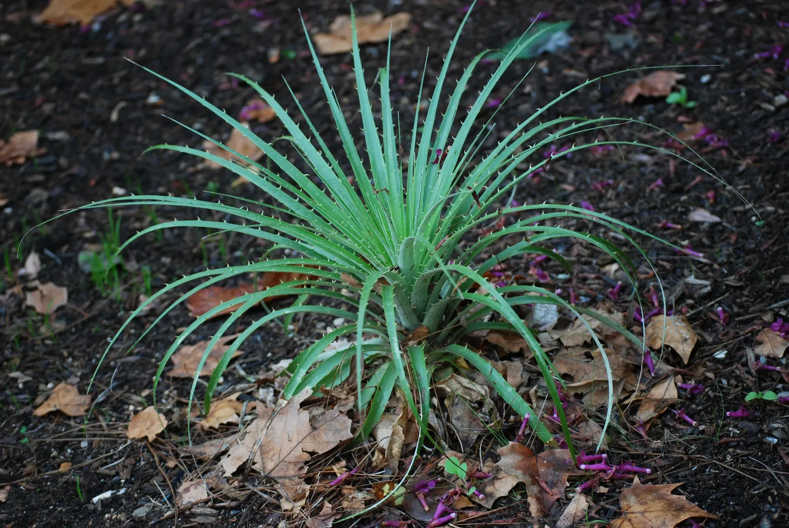 Sapphire Tower (Puya Alpestris) — known botanically as Puya alpestris; silver-green leaves reaching 2-3 feet in length and armed with hooked spines along the