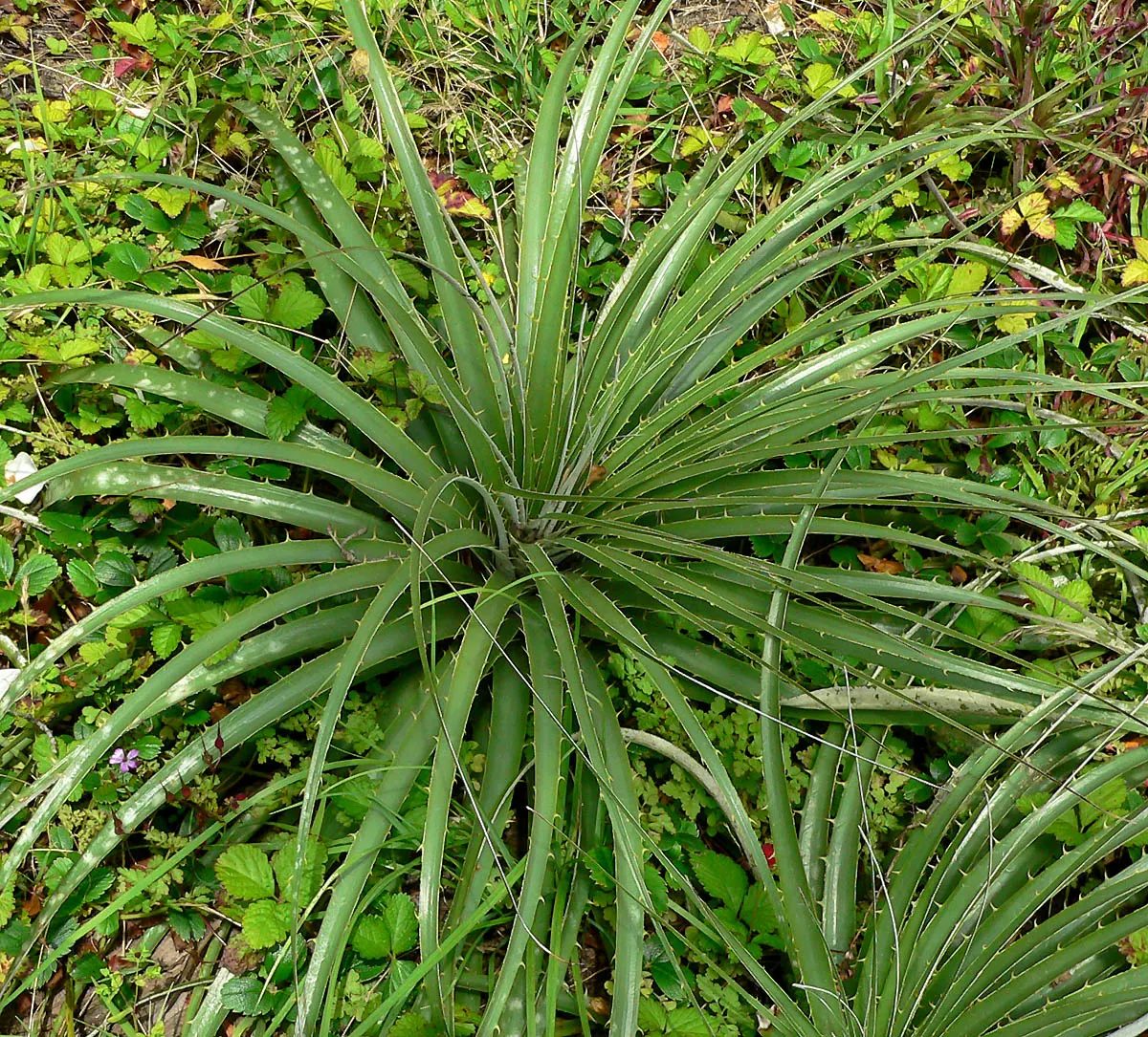 Sapphire Tower (Puya Alpestris) — blue and green flowers in the garden