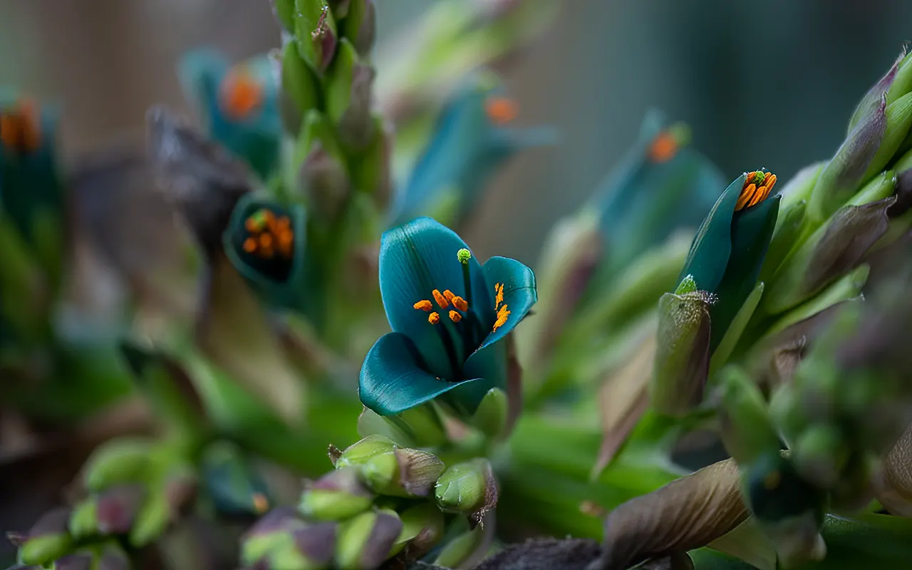 Sapphire Tower (Puya Alpestris) — making it an eye-catching addition to any garden