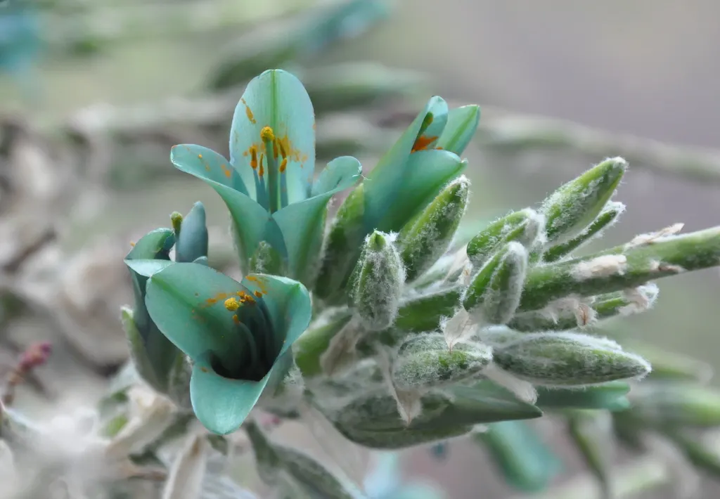 Sapphire Tower (Puya Alpestris) — making it an excellent choice for water-wise gardens and arid landscaping schemes; succulent with blue and green, image 79