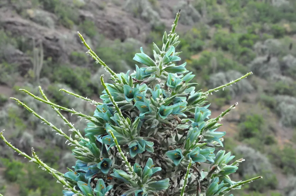 Sapphire Tower (Puya Alpestris) — blue and green flowers in the garden; which can shoot up to between 6-10 feet tall