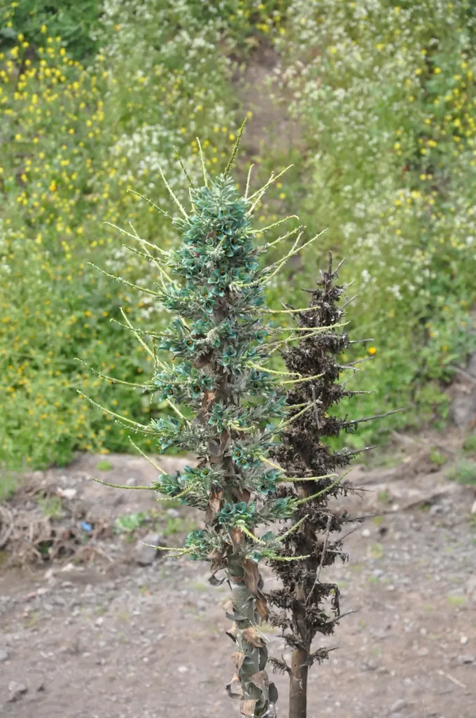 Sapphire Tower (Puya Alpestris) — Puya alpestris requires well-drained soil and thrives in full sun