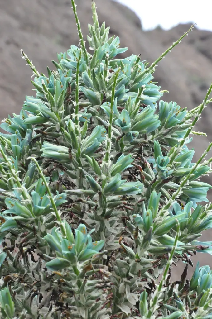 Sapphire Tower (Puya Alpestris) — making it an eye-catching addition to any garden; puya alpestris, commonly known as Sapphire Tower, is a striking, image 71