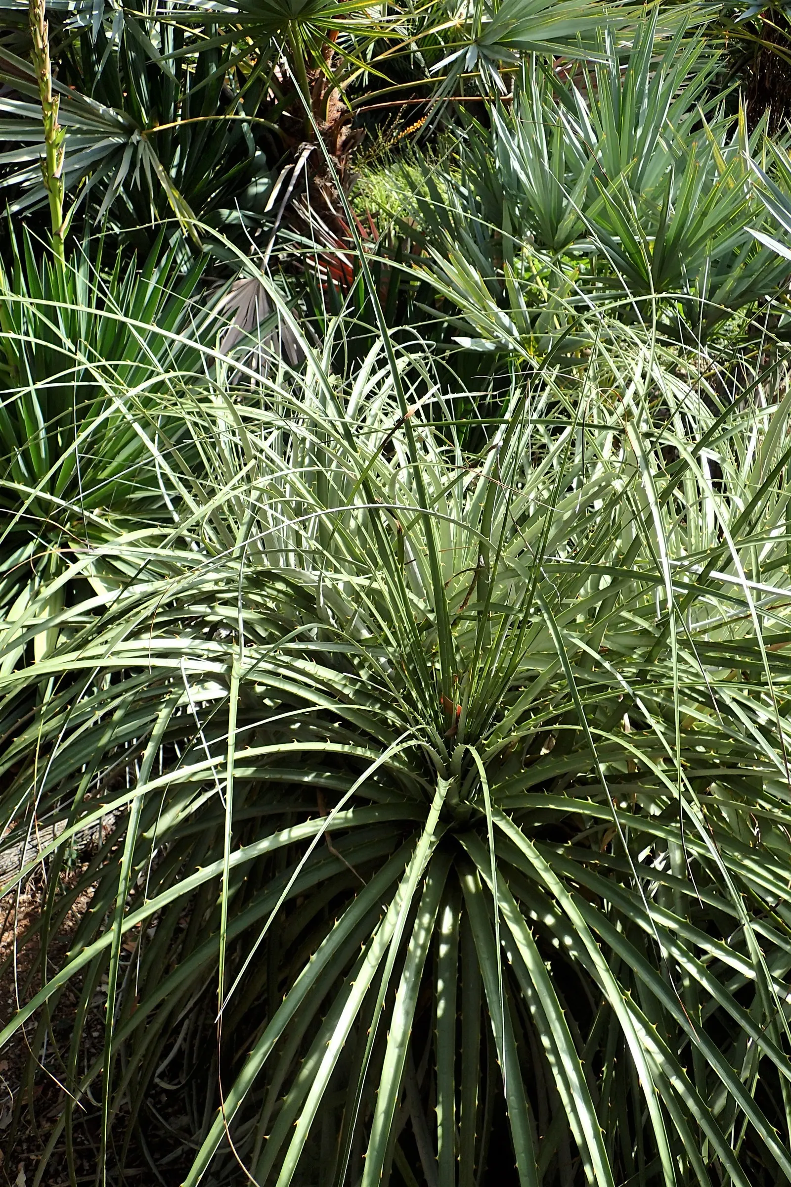 Sapphire Tower (Puya Alpestris) — With its stunning visual impact and low water needs; it is drought-tolerant once established