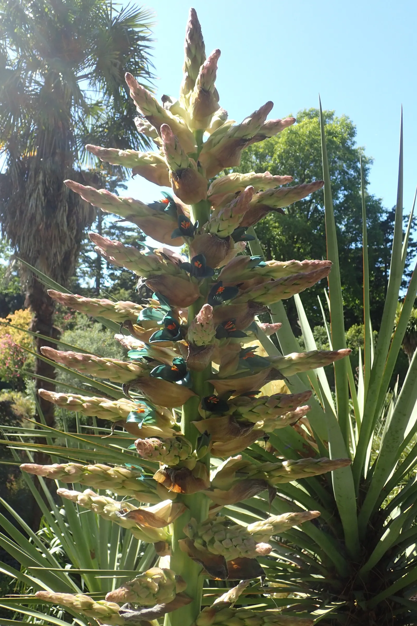 Sapphire Tower (Puya Alpestris) — These pointed leaves give it a dramatic; and spiky leaves that can reach a width of up to 2 feet and a height, image 68