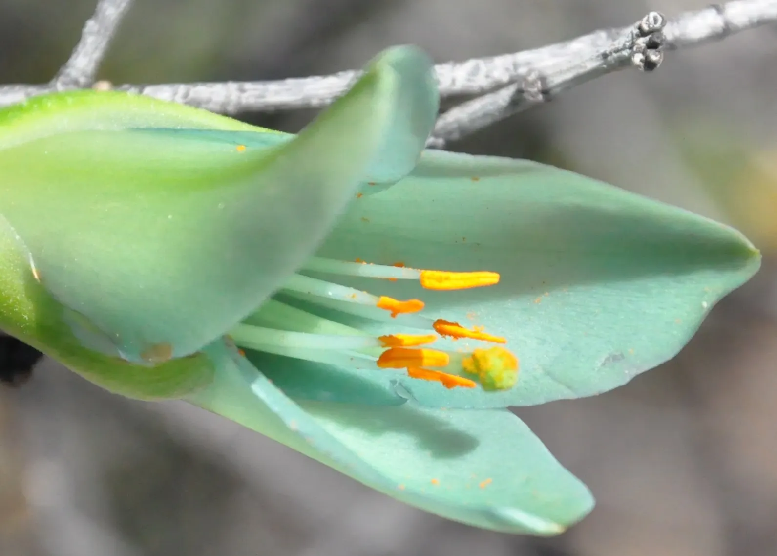 Sapphire Tower (Puya Alpestris) — Puya alpestris, commonly known as Sapphire Tower, is a striking evergreen perennial native to Chilean slopes; providing an