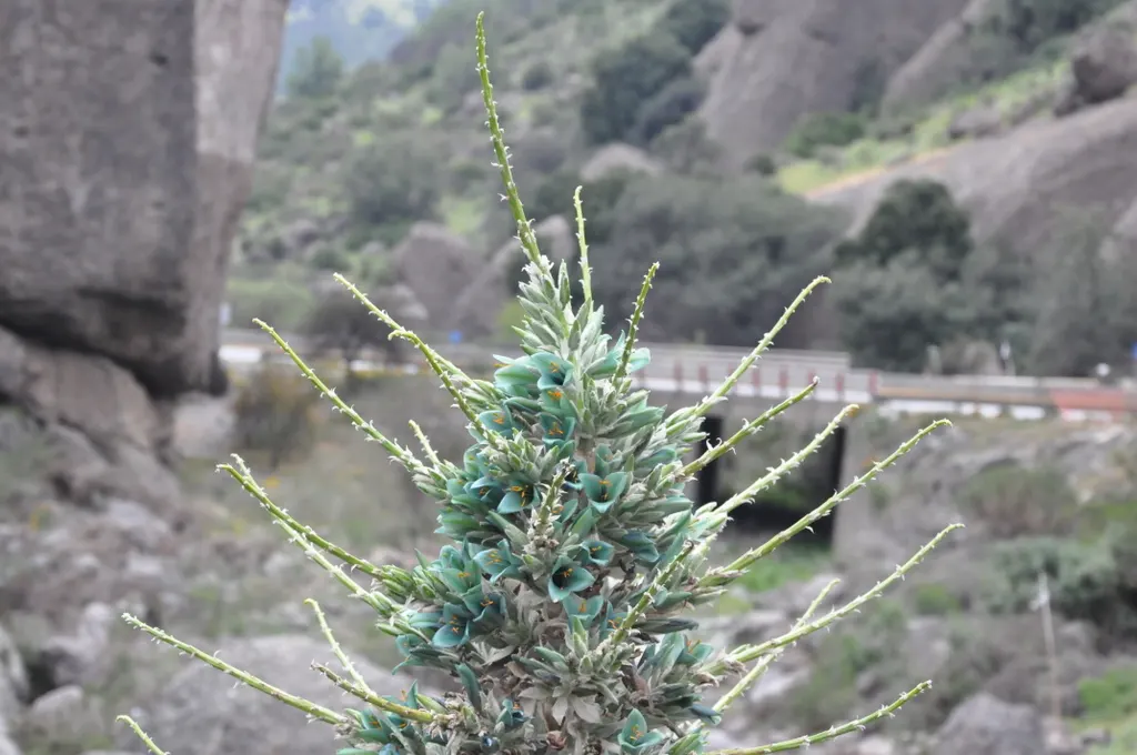 Sapphire Tower (Puya Alpestris) — making it an eye-catching addition to any garden; puya alpestris, commonly known as Sapphire Tower, is a striking evergreen
