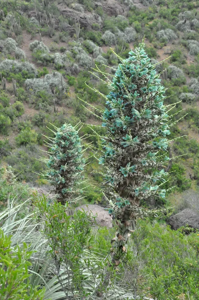Sapphire Tower (Puya Alpestris) — succulent for full