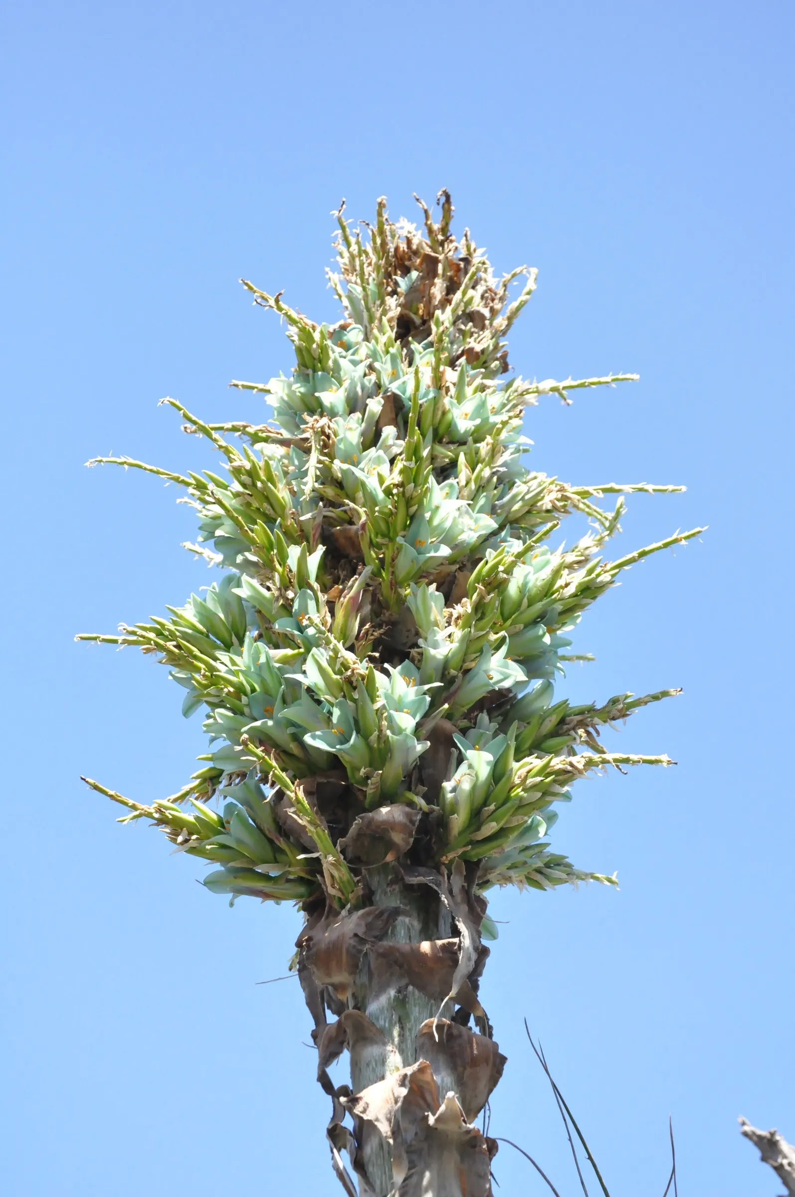 Sapphire Tower (Puya Alpestris) — which can shoot up to between 6-10 feet tall