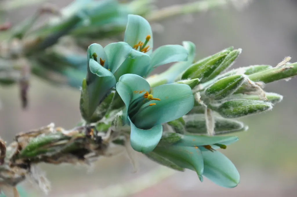 Sapphire Tower (Puya Alpestris) — Sapphire Tower produces a towering flower spike