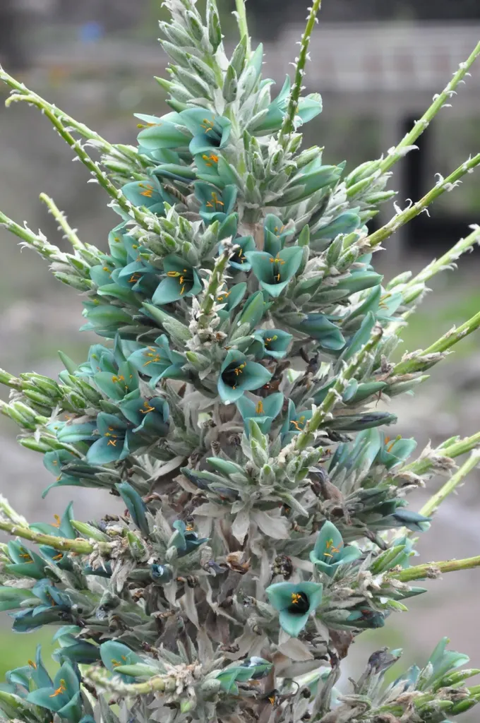 Sapphire Tower (Puya Alpestris) — typically flowering in late spring to early summer; it is hardy to about 20&deg;F (-6.7&deg;C) but should be protected from