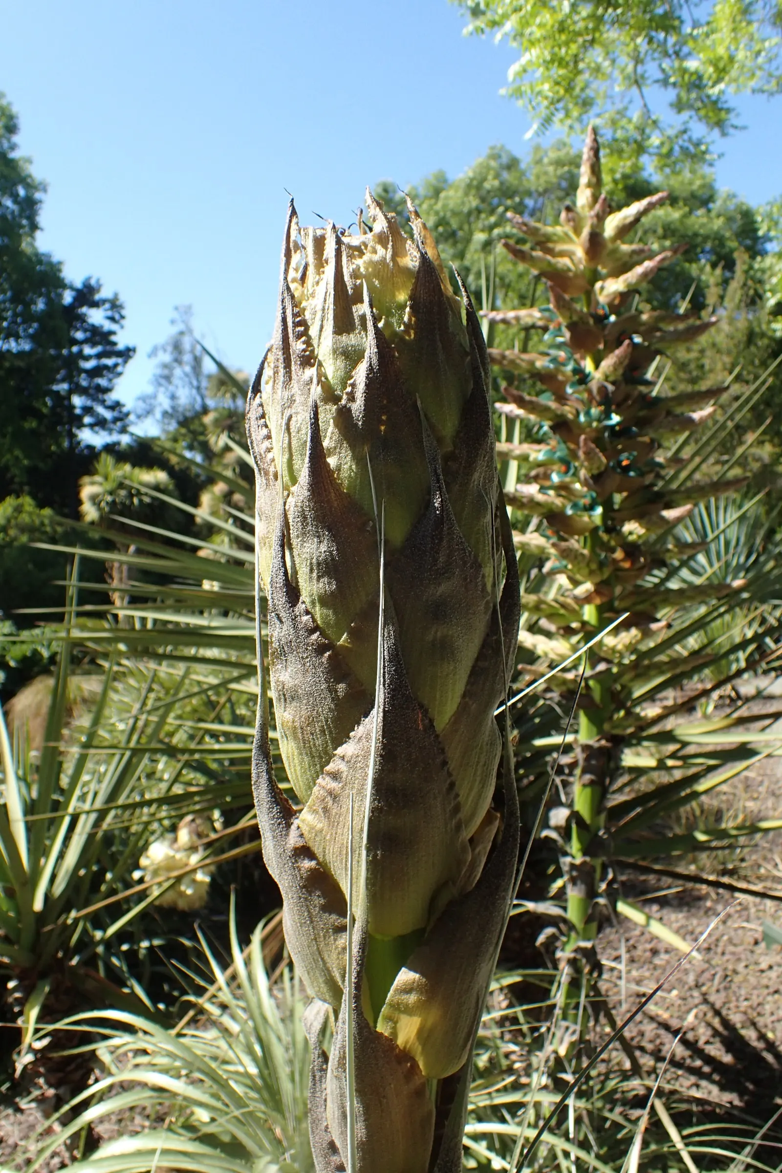 Sapphire Tower (Puya Alpestris) — silver-green leaves reaching 2-3 feet in length and armed with hooked spines along the edges; the spectacle is well worth the