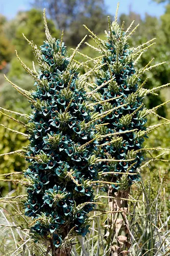 Sapphire Tower (Puya Alpestris) — making it an excellent choice for water-wise gardens and arid landscaping schemes