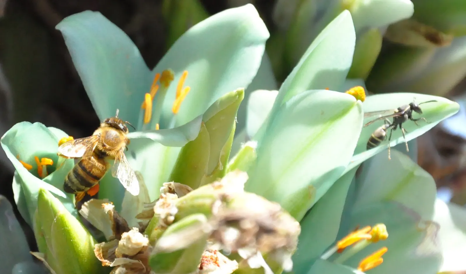 Sapphire Tower (Puya Alpestris) — a rare color combination that makes it a showstopper