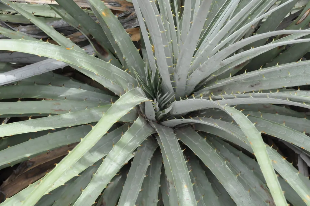Sapphire Tower (Puya Alpestris) — known botanically as Puya alpestris