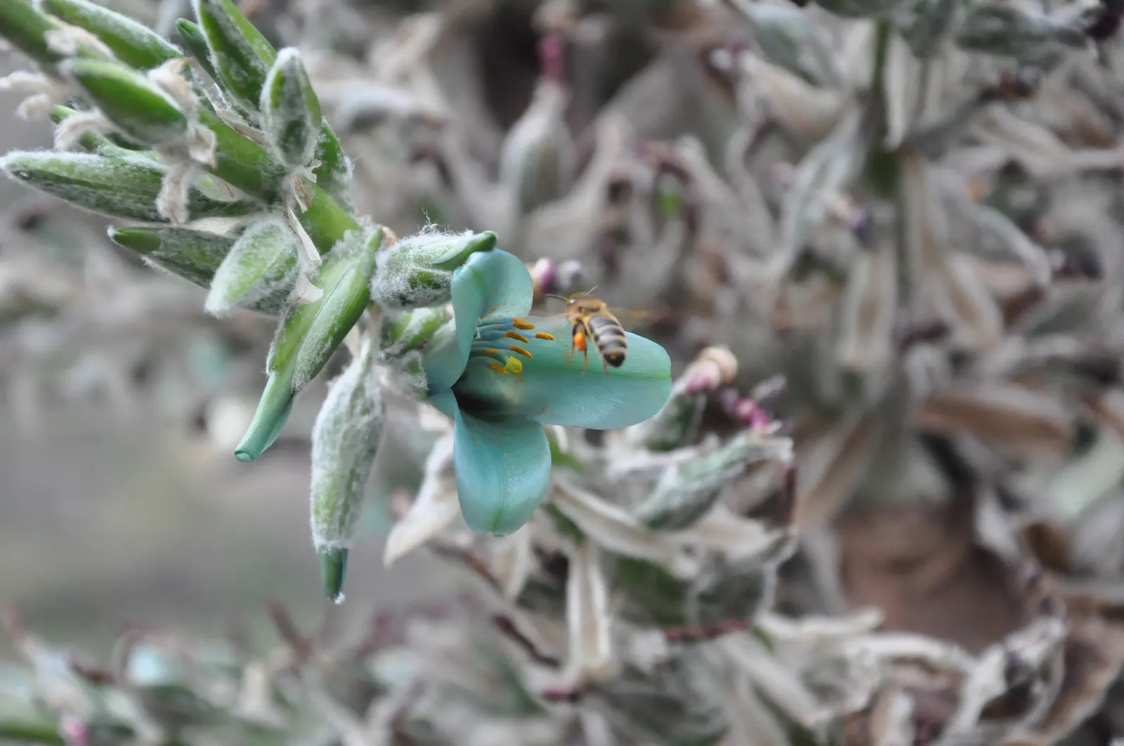 Sapphire Tower (Puya Alpestris) — providing an exotic focal point in xeriscape designs