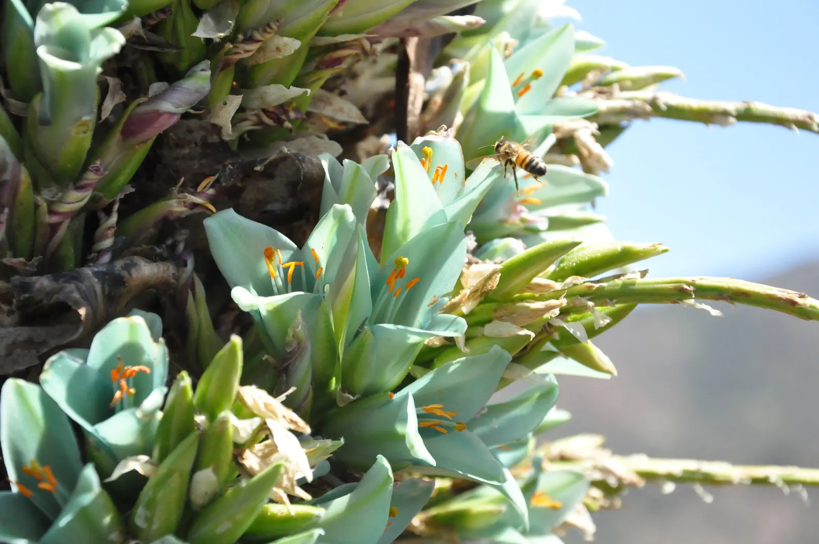 Sapphire Tower (Puya Alpestris) — Puya alpestris, commonly known as Sapphire Tower, is a striking evergreen perennial native to Chilean slopes