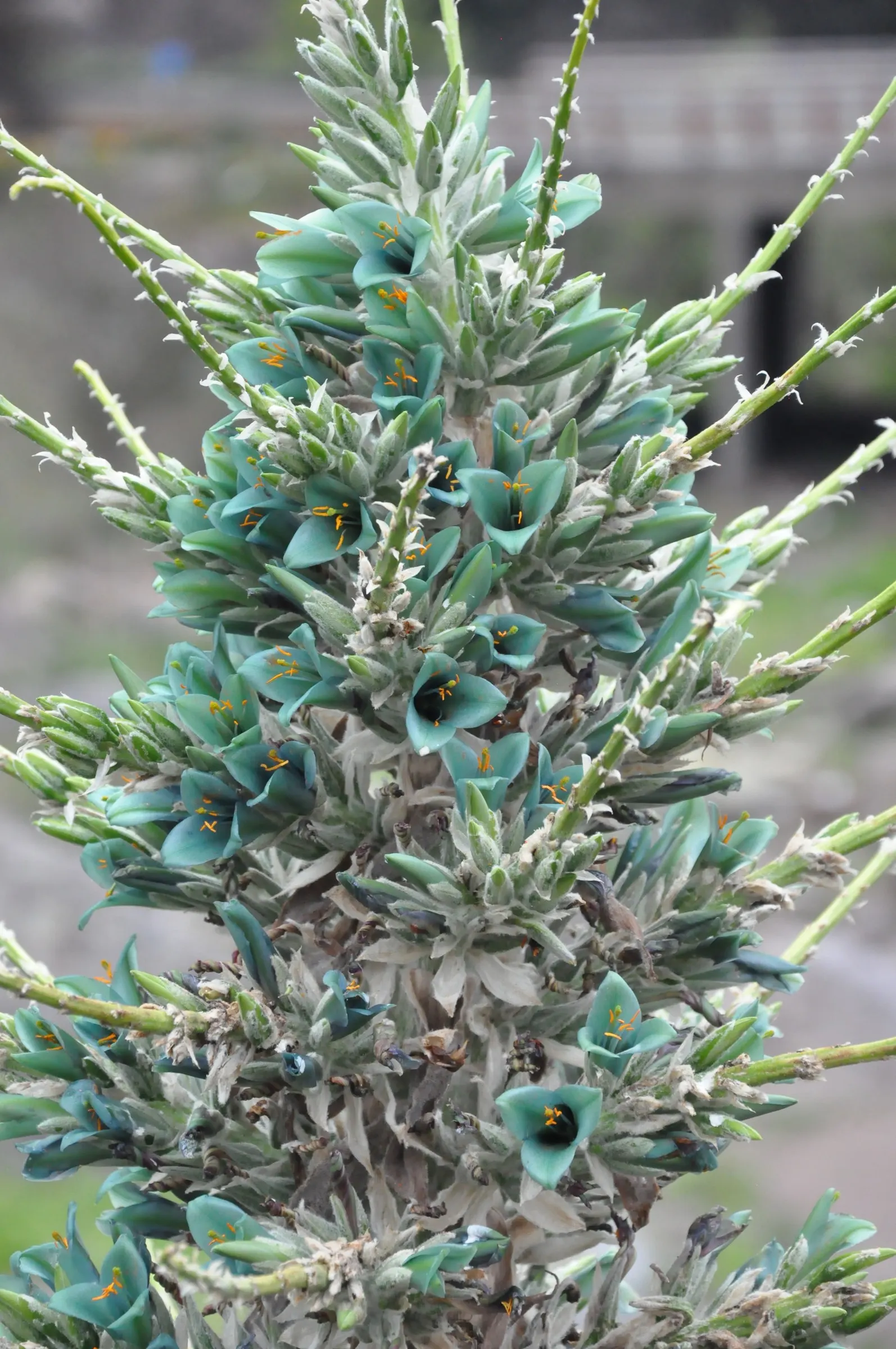 Sapphire Tower (Puya Alpestris) — Adding a mulch layer can provide additional cold protection; making it an eye-catching addition to any garden