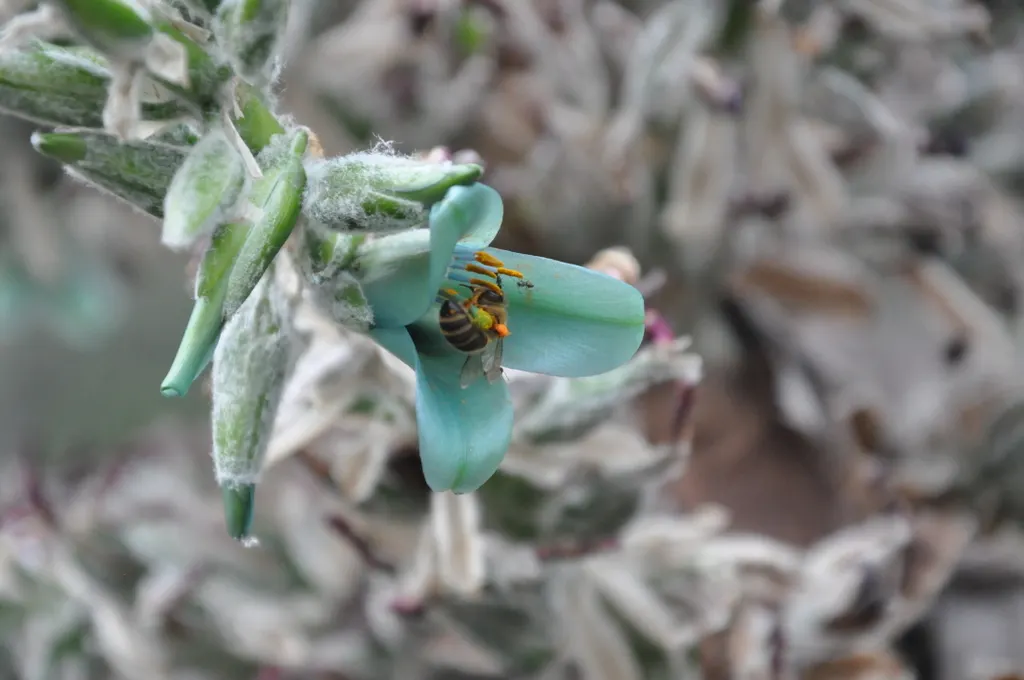 Sapphire Tower (Puya Alpestris) — It's important to note that this plant may take several years before it blooms; succulent for full, image 75