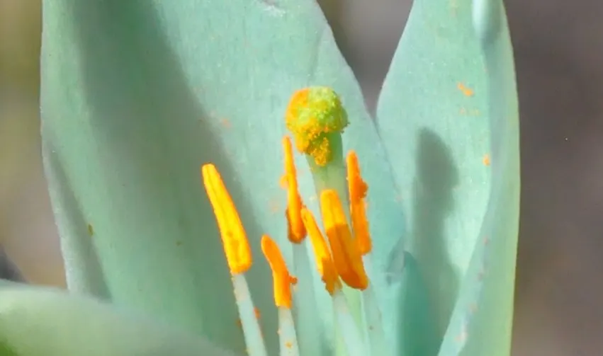 Sapphire Tower (Puya Alpestris) — Puya alpestris requires well-drained soil and thrives in full sun; the inflorescence holds numerous, image 77
