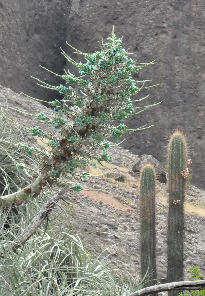 Sapphire Tower (Puya Alpestris) — It features a rosette of narrow; sapphire Tower produces a towering flower spike, image 60