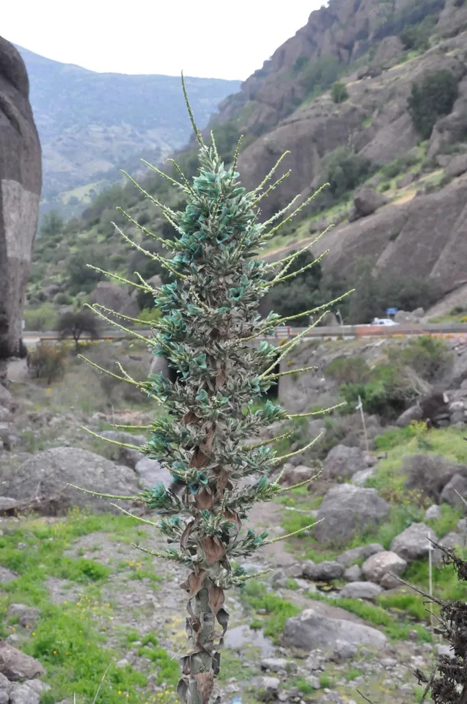 Sapphire Tower (Puya Alpestris) — known botanically as Puya alpestris; silver-green leaves reaching 2-3 feet in length and armed with hooked spines, image 63