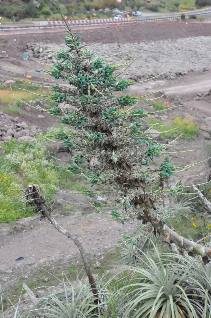 Sapphire Tower (Puya Alpestris) — a rare color combination that makes it a showstopper, image 44