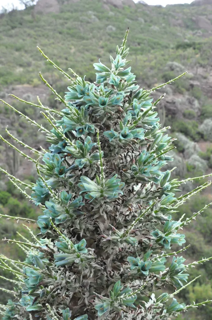 Sapphire Tower (Puya Alpestris) — the spectacle is well worth the wait.<br><br>As a xerophytic plant; as a member of the Bromeliaceae family, it, image 76