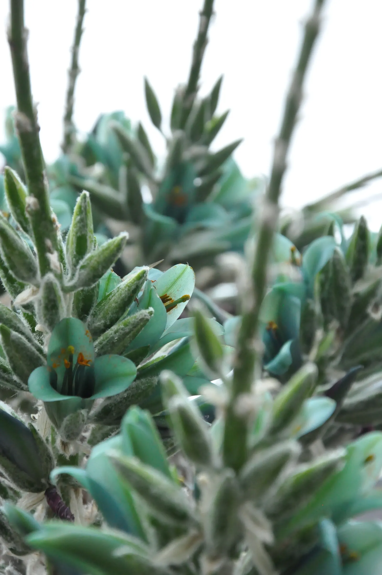 Sapphire Tower (Puya Alpestris) — succulent with blue and green blooms; puya alpestris requires well-drained soil and thrives in full sun