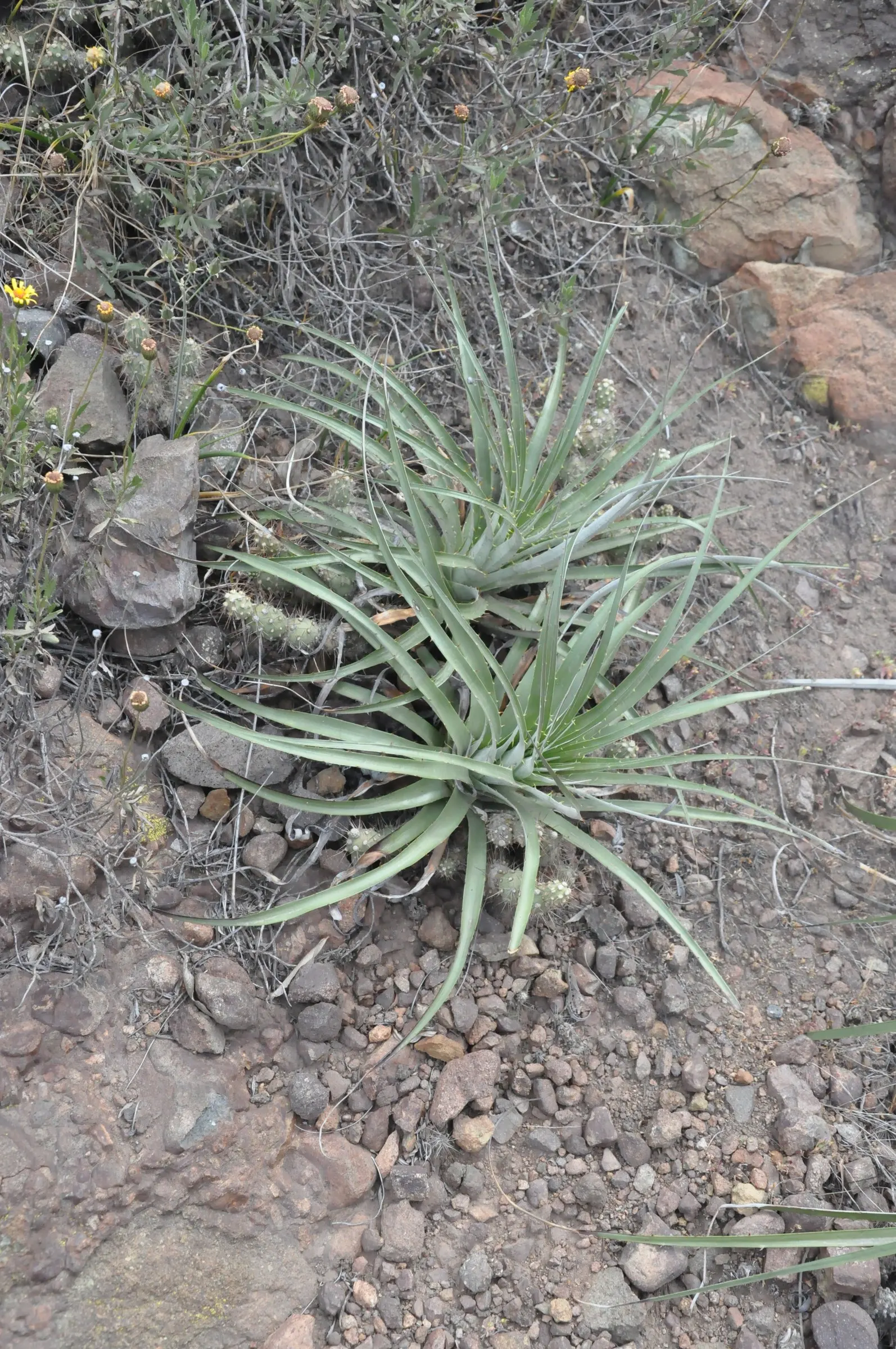 Sapphire Tower (Puya Alpestris) — succulent for full; creating a remarkable South American feel in a temperate landscape design