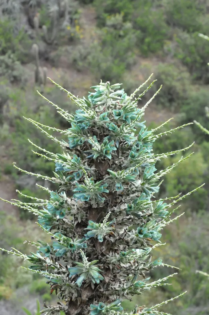 Sapphire Tower (Puya Alpestris) — is a strikingly unique perennial plant indigenous to the Chilean Andes; these pointed leaves give it a dramatic, image 64