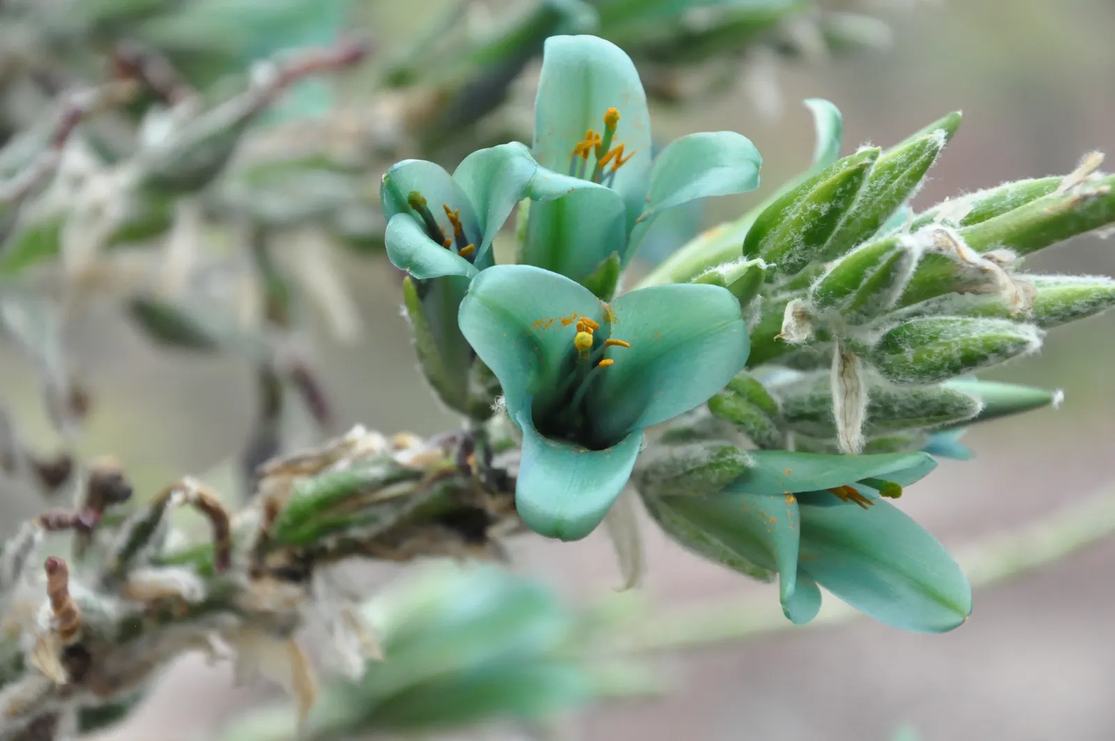 Sapphire Tower (Puya Alpestris) — The inflorescence holds numerous turquoise-blue flowers with bright orange anthers; the plant forms a rosette of silver-green