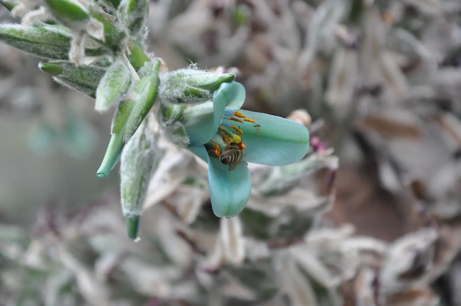 Sapphire Tower (Puya Alpestris) — The plant forms a rosette of silver-green
