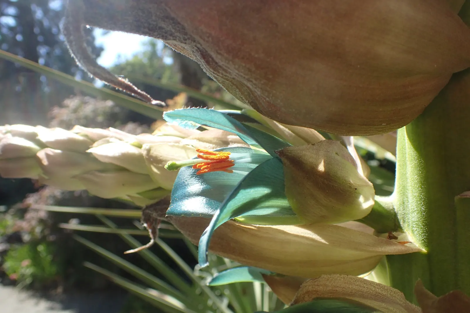 Sapphire Tower (Puya Alpestris) — providing an exotic focal point in xeriscape designs; the Sapphire Tower is a remarkable addition to the, image 62