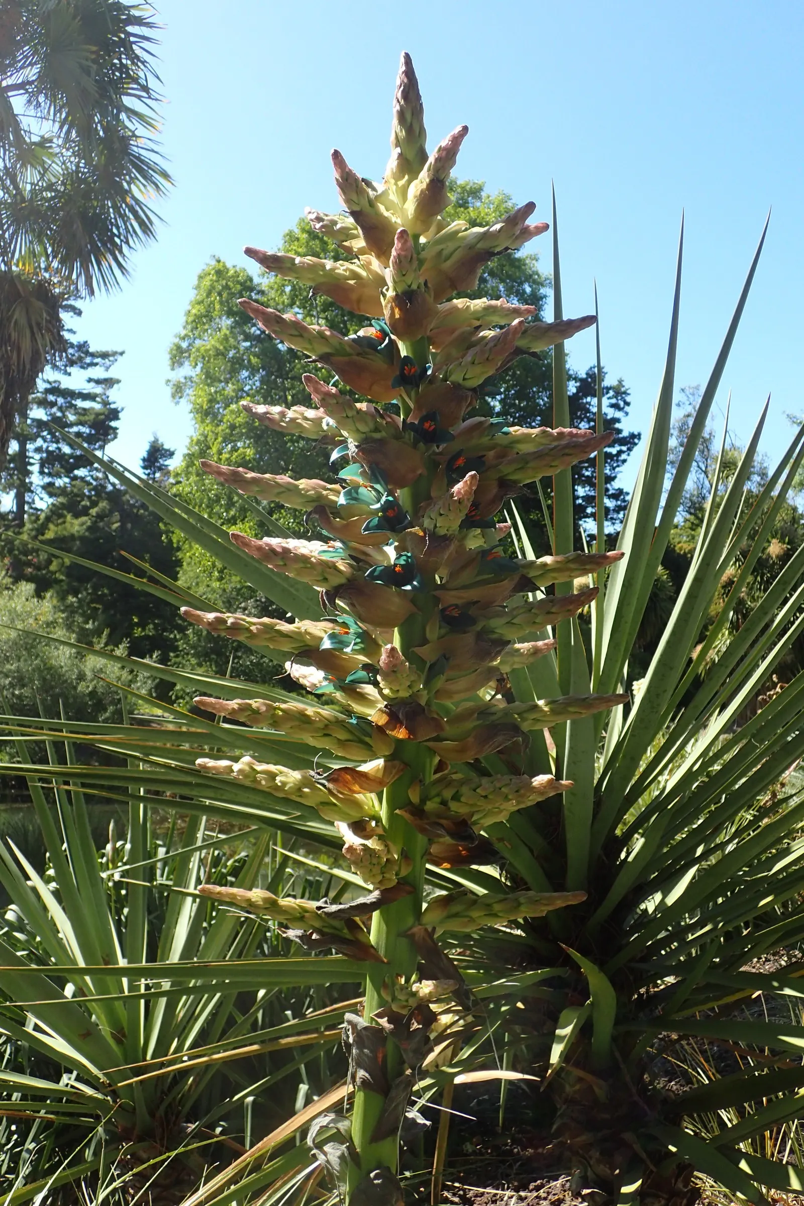 Sapphire Tower (Puya Alpestris) — Sapphire Tower produces a towering flower spike; typically flowering in late spring to early summer