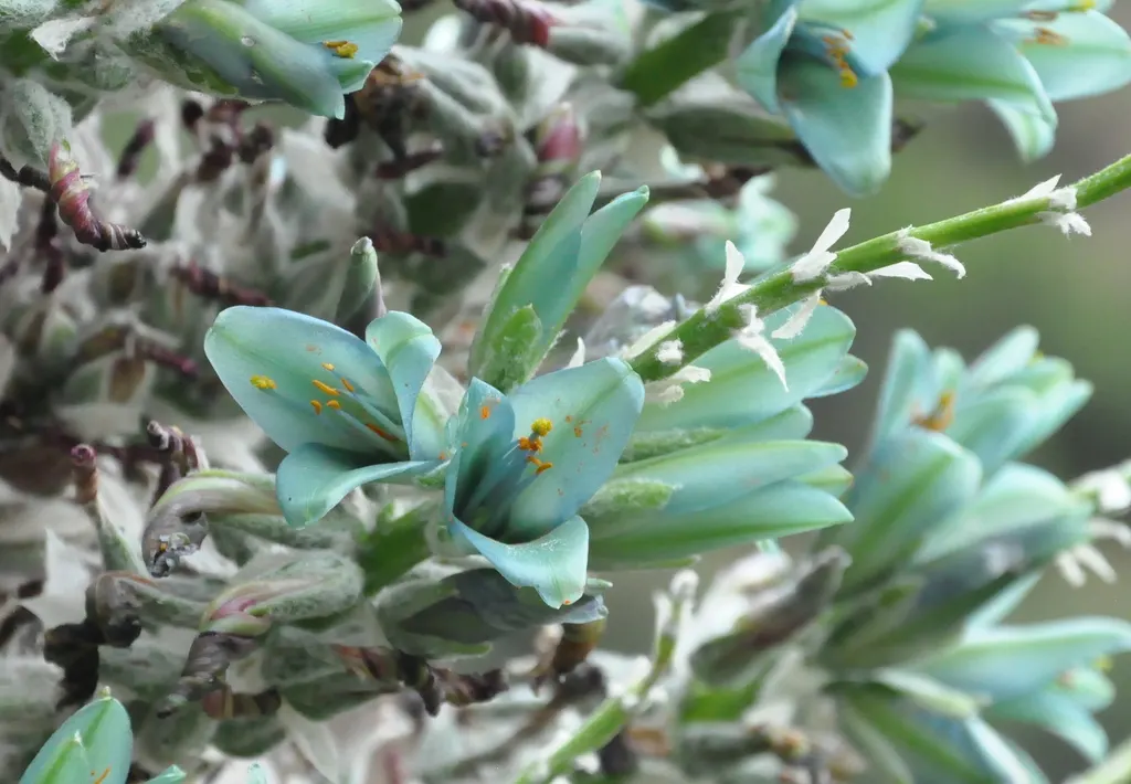Sapphire Tower (Puya Alpestris) — It is drought-tolerant once established