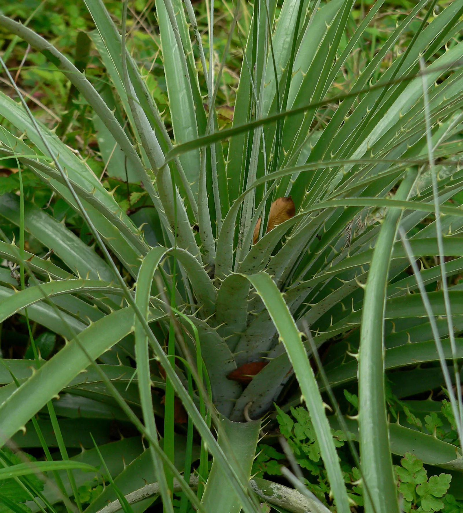 Sapphire Tower (Puya Alpestris) — These pointed leaves give it a dramatic; and spiky leaves that can reach a width of up to 2 feet and a height between 1.5-3