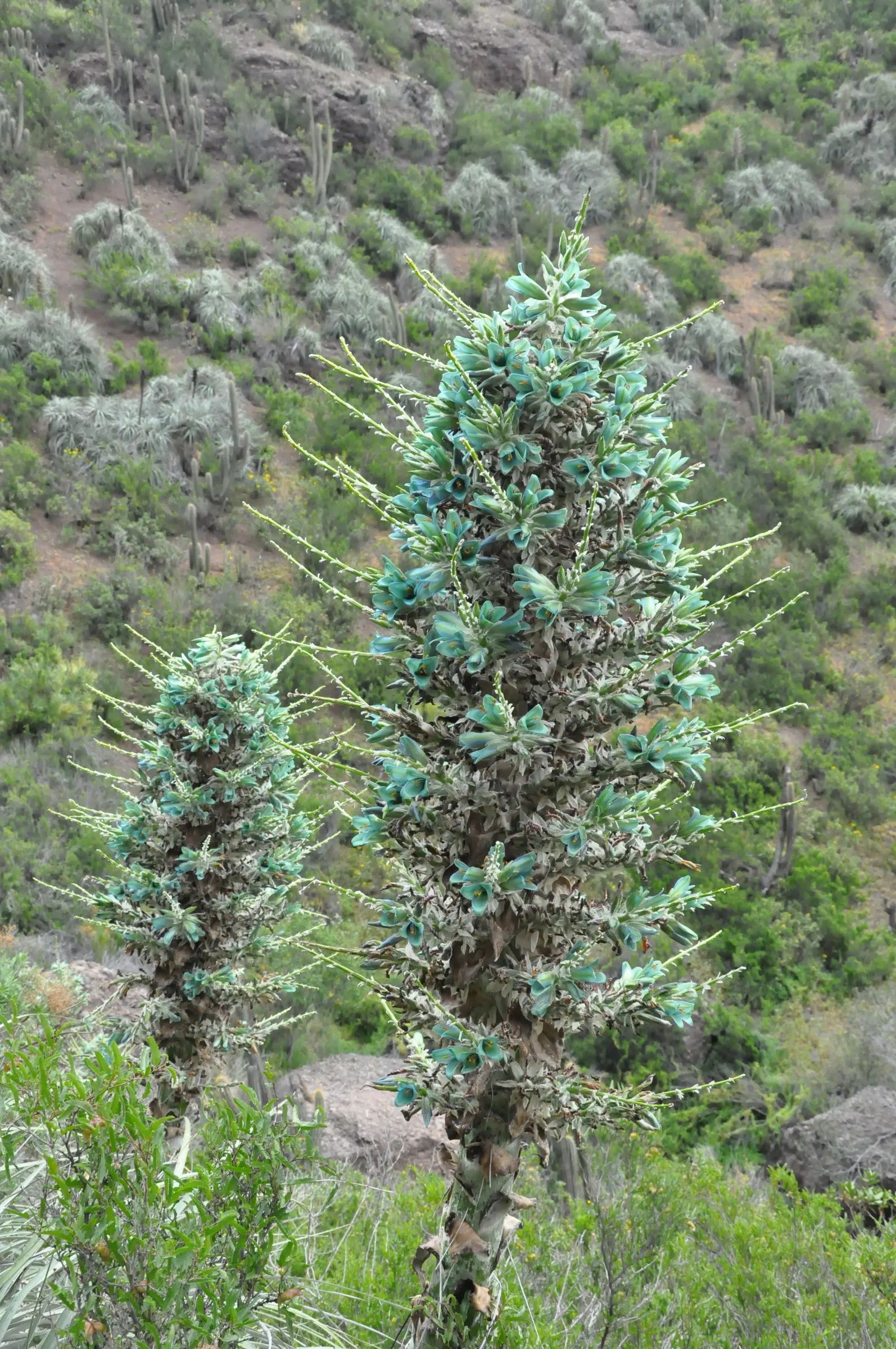 Sapphire Tower (Puya Alpestris) — With its stunning visual impact and low water needs
