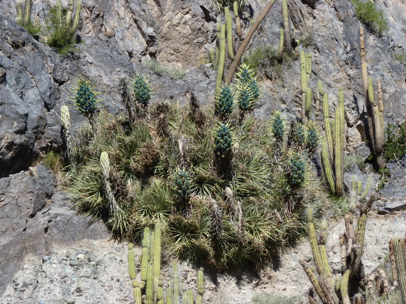 Sapphire Tower (Puya Alpestris) — As a member of the Bromeliaceae family, it boasts one of the most spectacular blooms in the plant kingdom