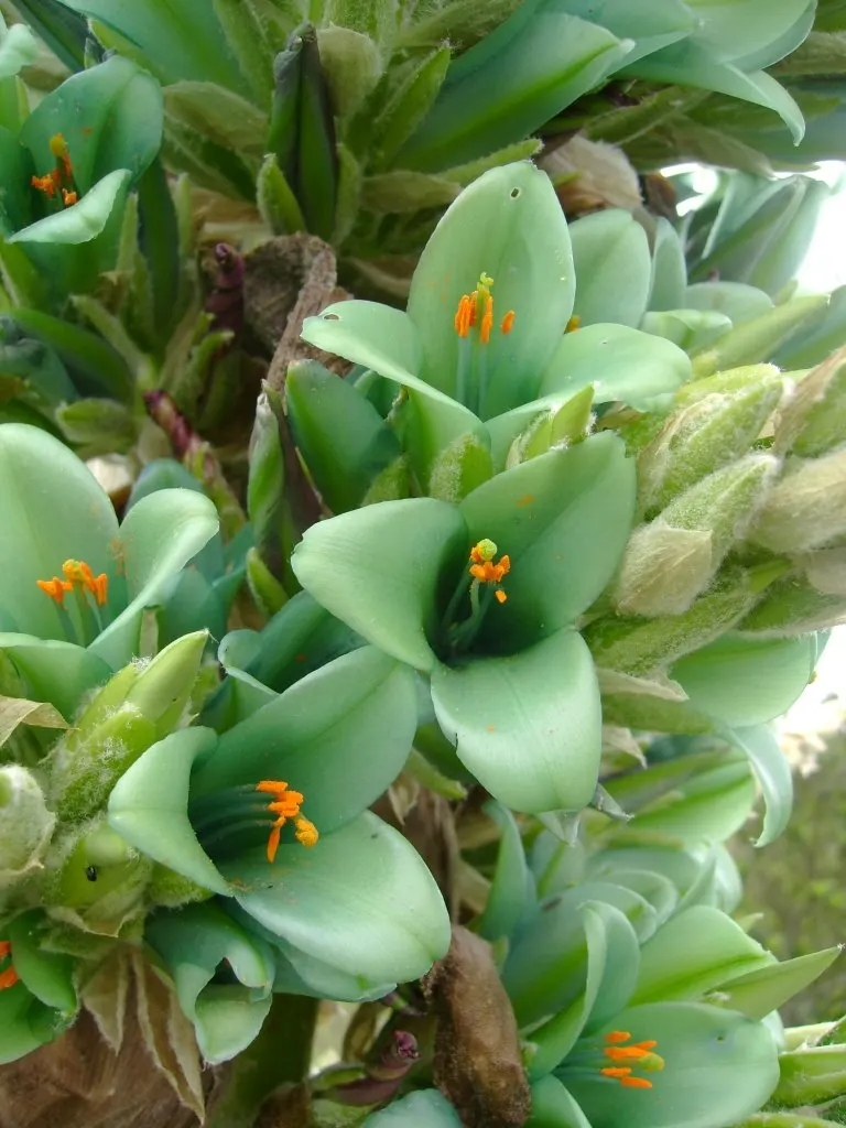 Sapphire Tower (Puya Alpestris) — making it an excellent choice for water-wise gardens and arid landscaping schemes; succulent with blue and green blooms