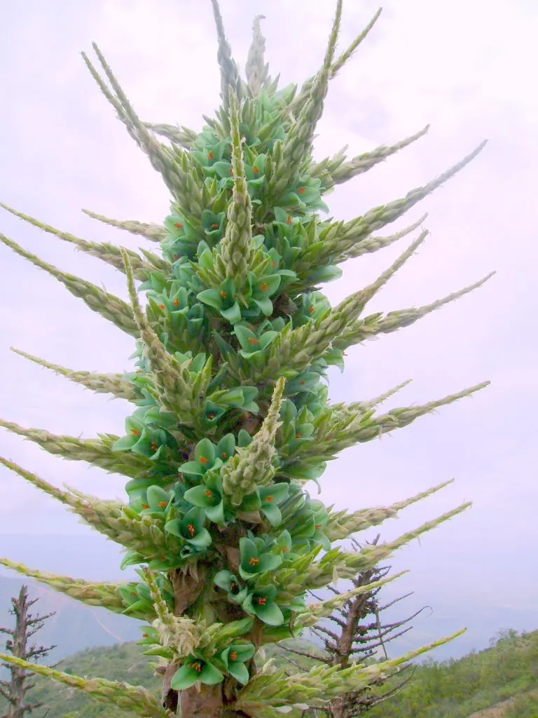 Sapphire Tower (Puya Alpestris) — the spectacle is well worth the wait.<br><br>As a xerophytic plant; as a member of the Bromeliaceae family, it boasts one of