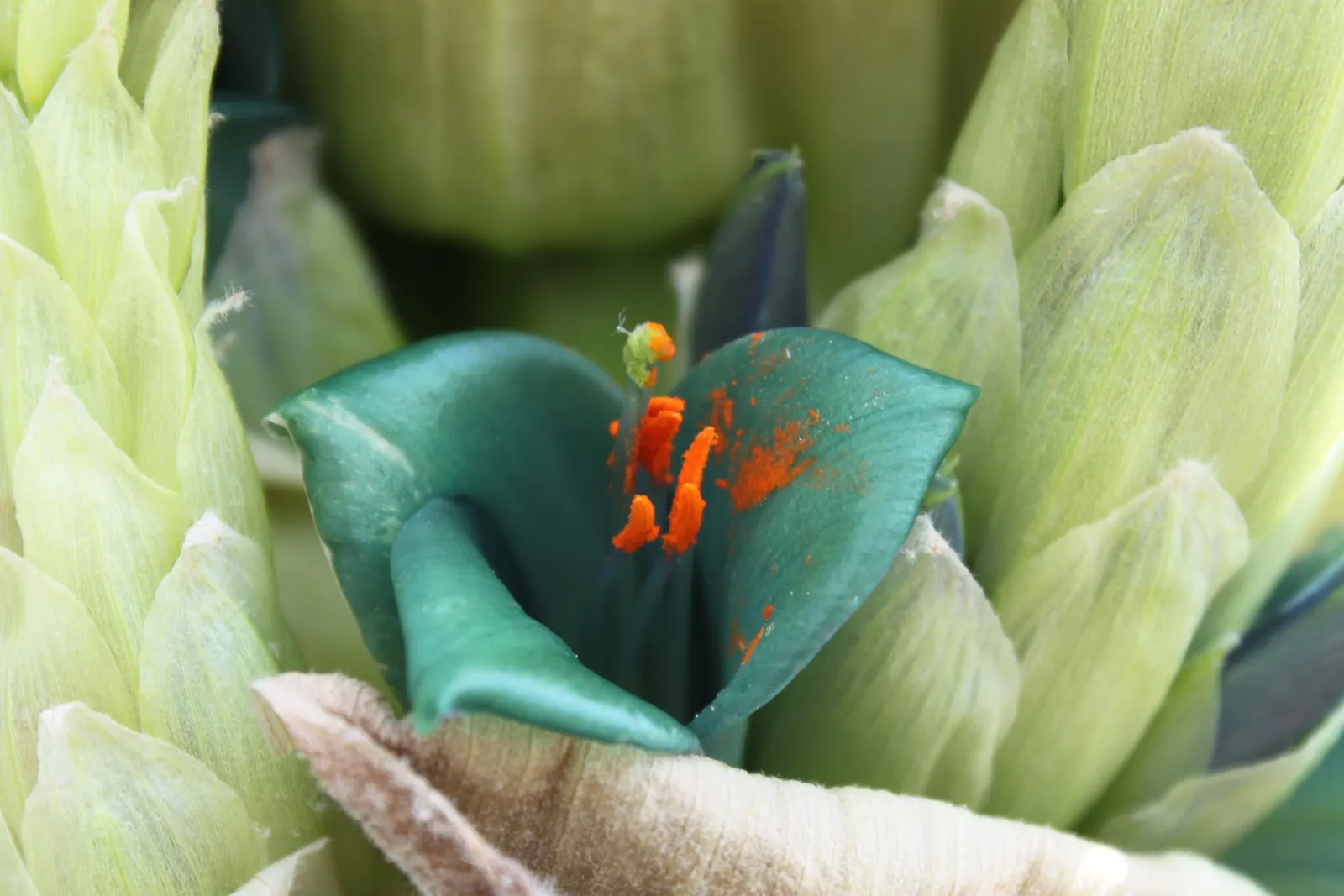 Sapphire Tower (Puya Alpestris) — It's important to note that this plant may take several years before it blooms; succulent for full