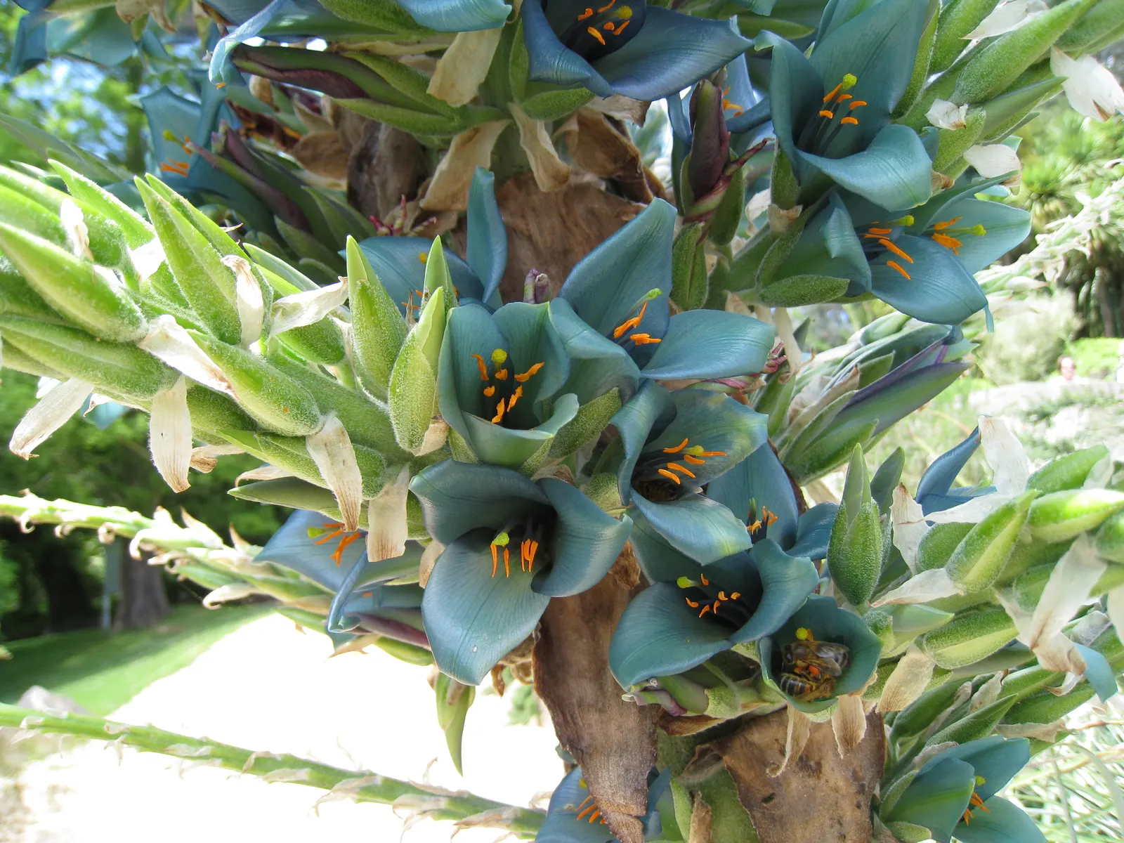 Sapphire Tower (Puya Alpestris) — Adding a mulch layer can provide additional cold protection; making it an eye-catching addition to any garden, image 81